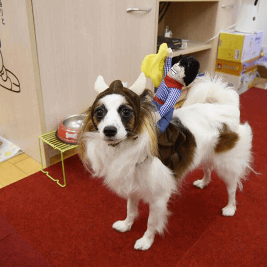 Pet Costume for Dogs and Cats Rodeo Outfit