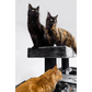 Giant XXL Cat Tree 19 Inch by 69 Inch Tall Cat Tower with Multiple Levels and Scratching Posts