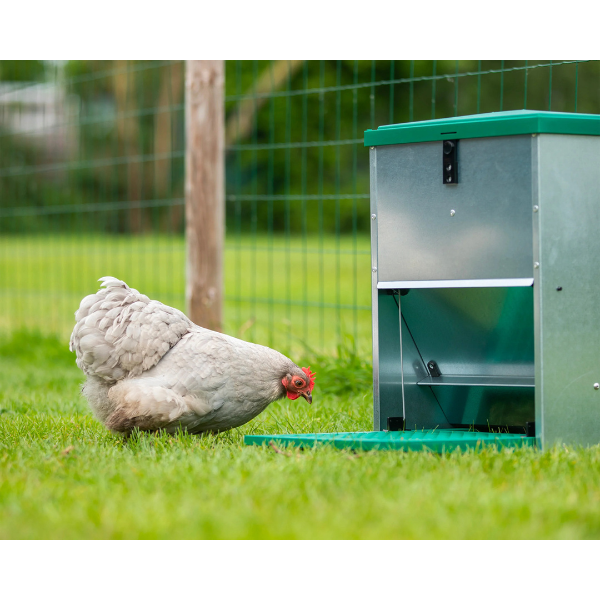 Automatic Adjustable Chicken Feeder 5kg Pest Proof Livestock Feed Dispenser