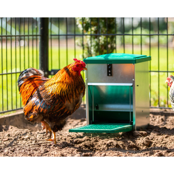 Automatic Adjustable Chicken Feeder 5kg Pest Proof Livestock Feed Dispenser