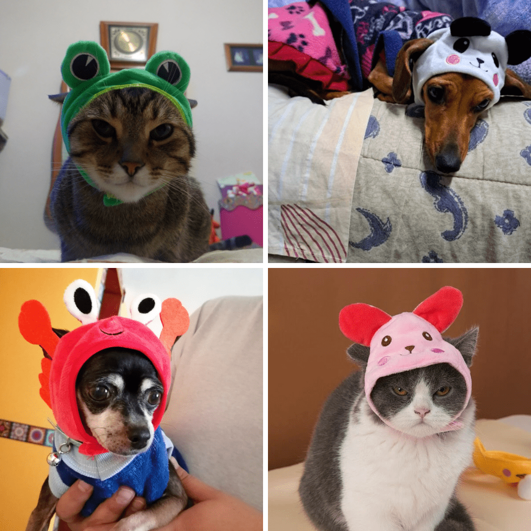 Animal Shaped Cat Hat Cute Pet Costume Accessory