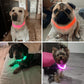 LED Dog Collar Safe Visible Light Up Pet Collar for Night Walks