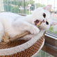 Matatabi Cat Dental Care Natural Toothpaste for Cats
