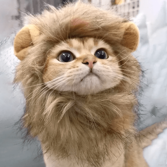 Cat Costume Lion Mane Wig Pet Halloween Outfit for Cats
