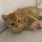 Mini Plush Cat Toys Soft Small Stuffed Animals for Cats Kitten Play