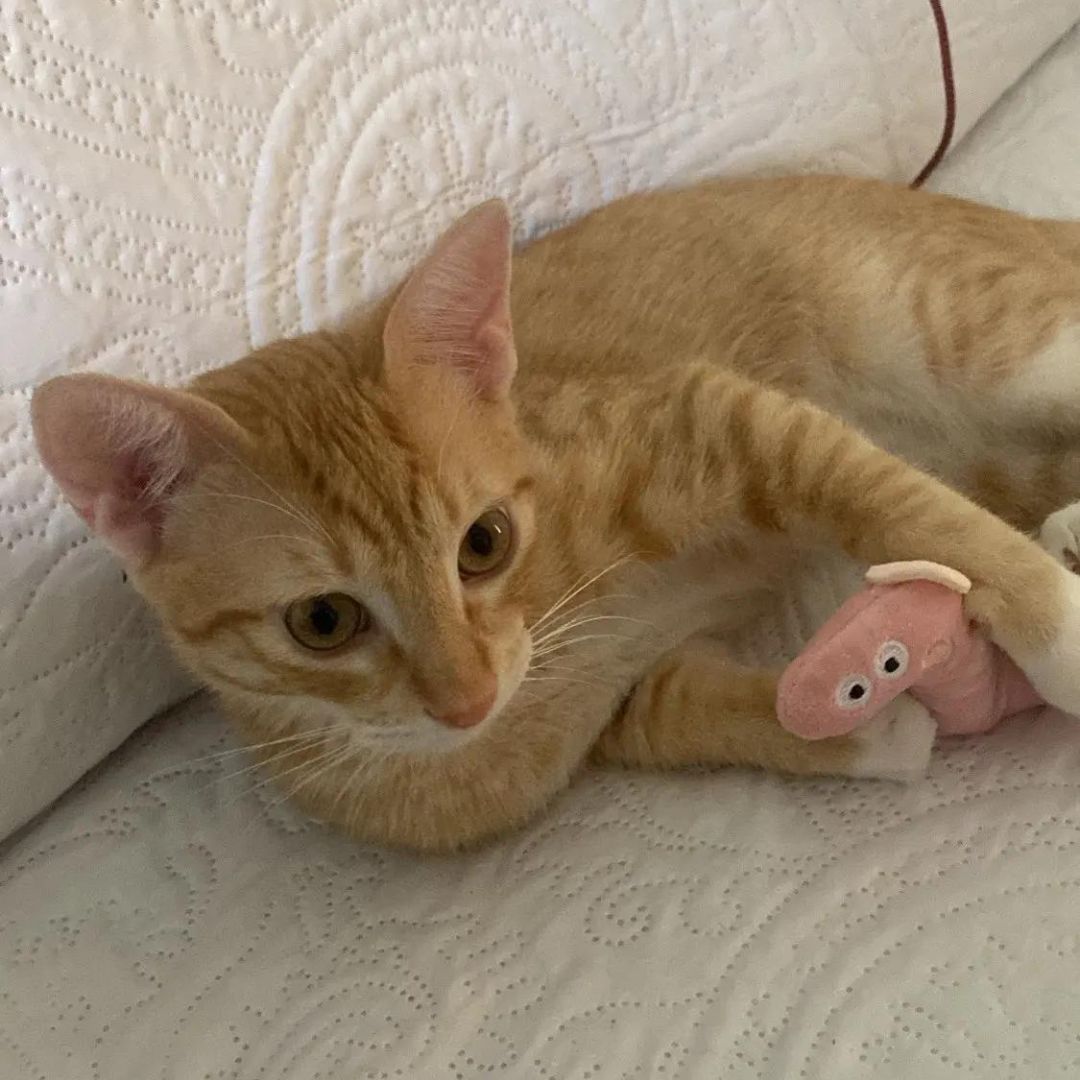 Mini Plush Cat Toys Soft Small Stuffed Animals for Cats Kitten Play