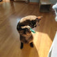 Mini Plush Cat Toys Soft Small Stuffed Animals for Cats Kitten Play