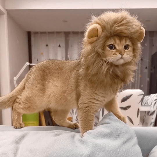 Cat Costume Lion Mane Wig Pet Halloween Outfit for Cats