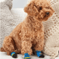 Dog Socks with Duck Pattern Waterproof Pet Booties