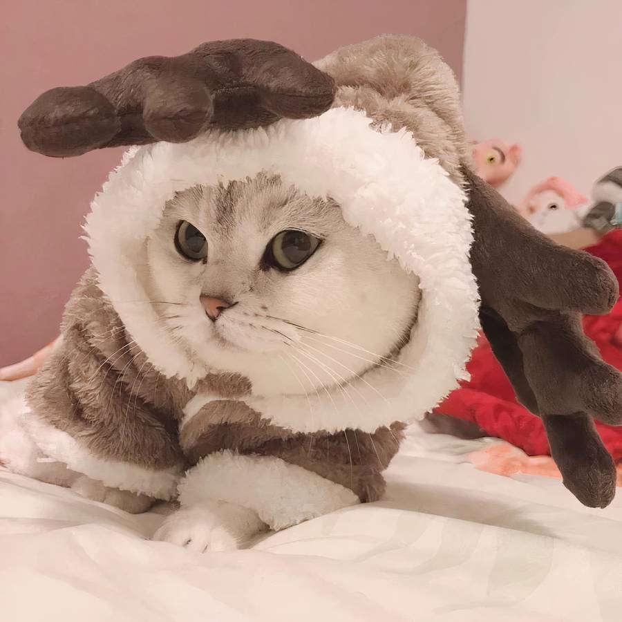 Fleece Cat Costume Cozy Warm Pet Outfit for Cats