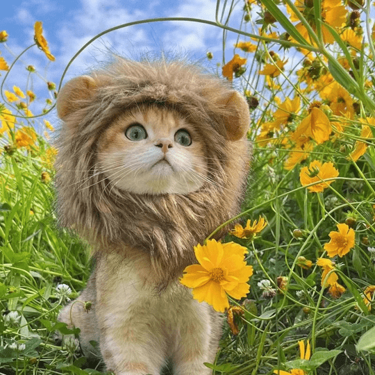 Cat Costume Lion Mane Wig Pet Halloween Outfit for Cats