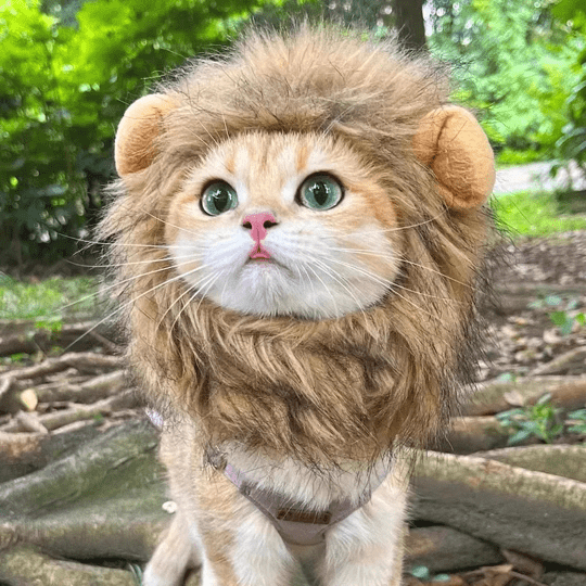 Cat Costume Lion Mane Wig Pet Halloween Outfit for Cats